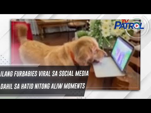 Ilang furbabies viral sa social media dahil sa hatid nitong aliw moments TV Patrol