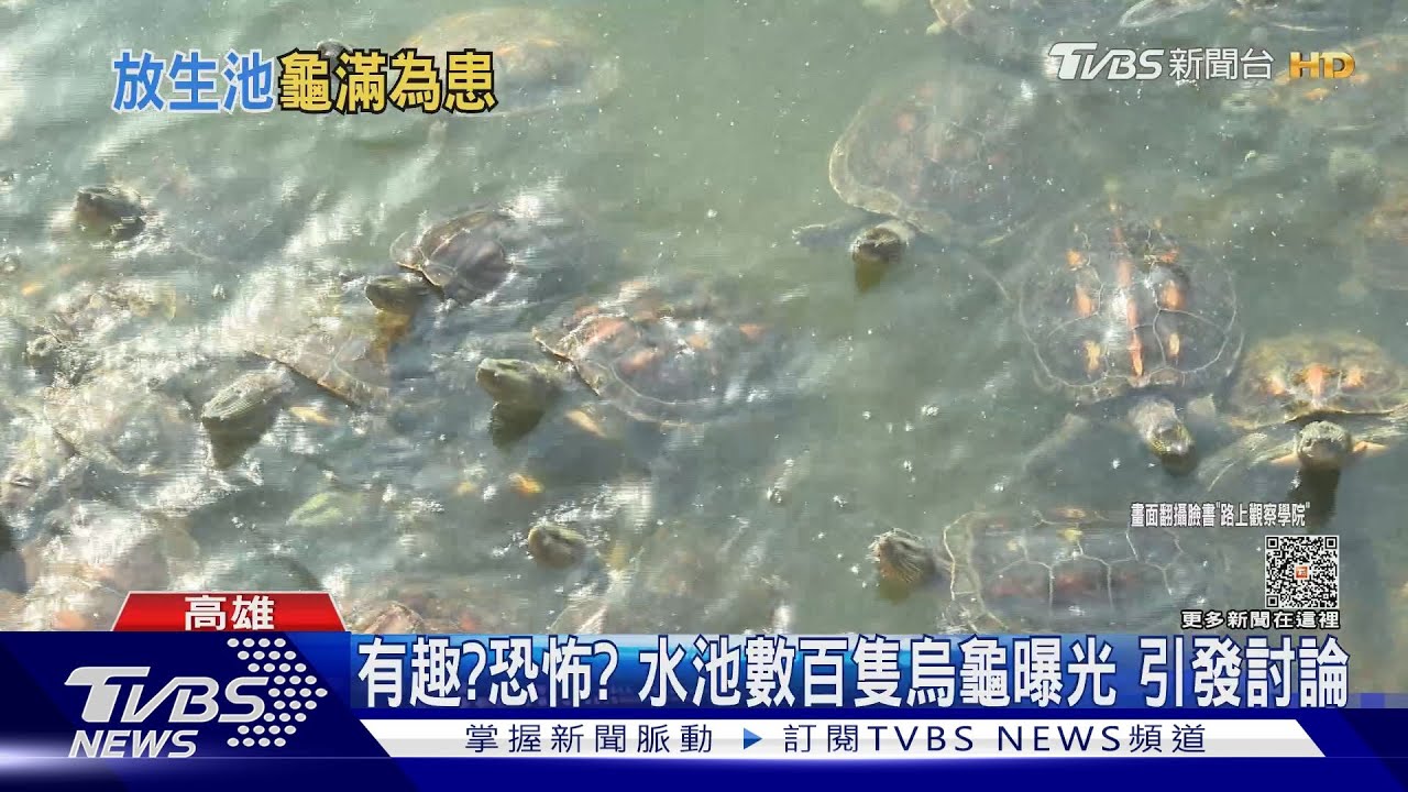 蓮池潭龜池清洗開箱 數百隻烏龜露臉 民眾直呼有趣