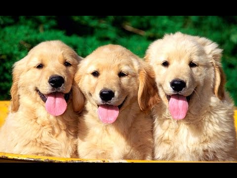 PASAR Hewan ANJING di Yogyakarta - Gorgeous Dogs in Animal Market - Tourism Destination [HD]