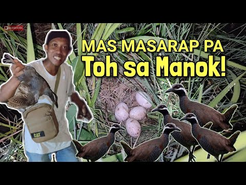 Pangingilaw ng Tikling sa gabi