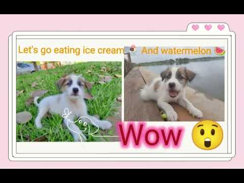 My dog eating ice cream 🍨 And watermelon 🍉 😂😆