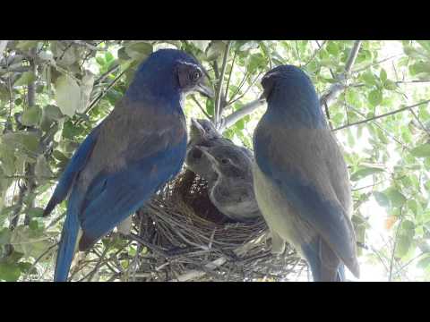 Scrub Jay Nest activity raw footage 5-09-2015 (15 clips) V18572
