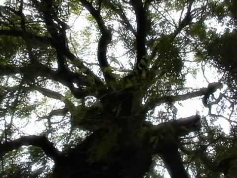 METODI - "PAK UMOREN IDVAM PRI TEB" (2010) Bulgarian Christian music