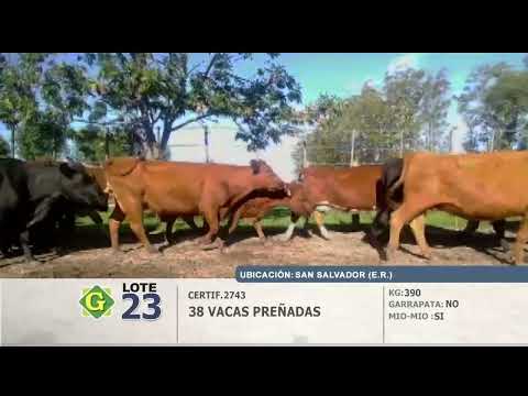 Lote Vacas Preñadas
