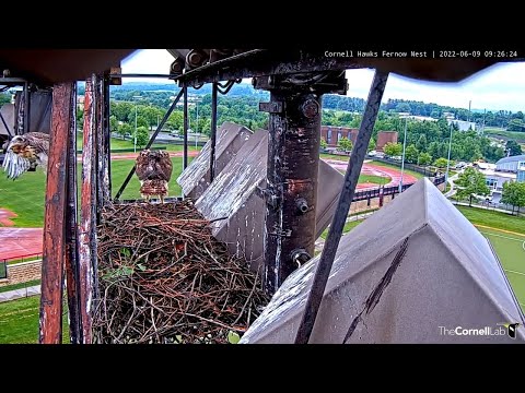 Cornell Hawk Chick "L1" Fledges With Slide And Glide Technique! – June 9, 2022