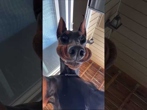 Funny dog 🤣🤣🤣 #fails #cute #videos