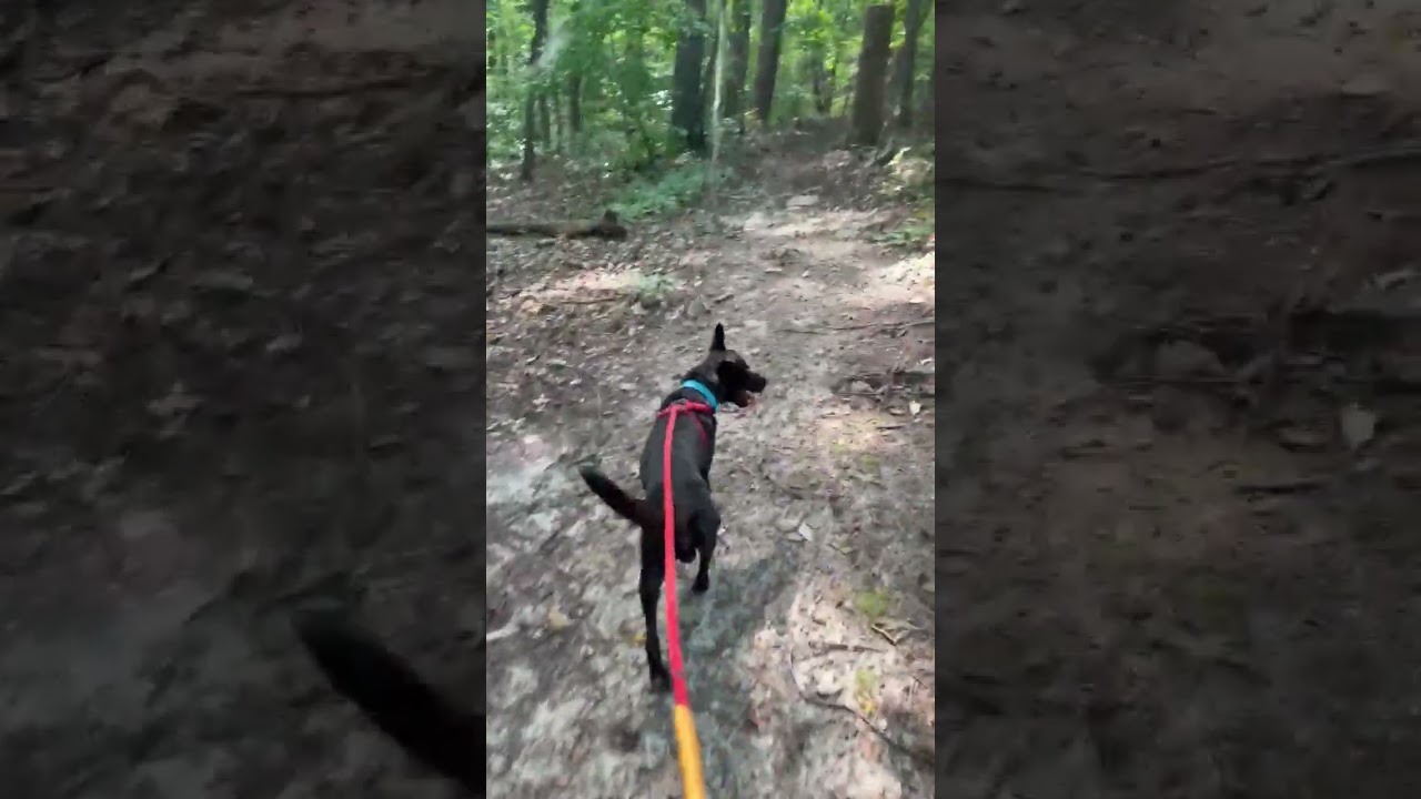Enlarge Allen, a Adoptable Pit Bull Terrier in Roxboro, NC video 6/6