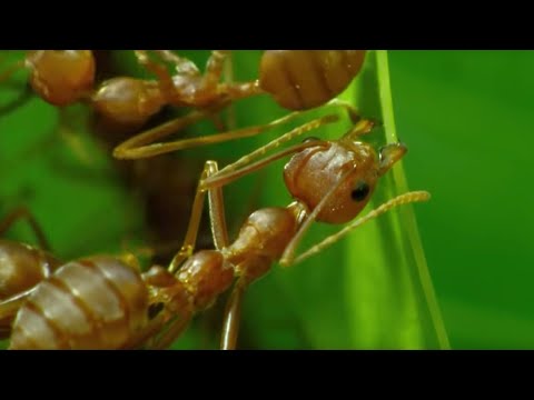 How Ants are Used in Thailands Agriculture