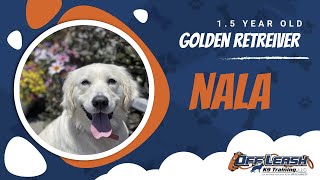 Download Lagu Best Golden Retriever Dog Training | Marina, CA | Nala Thumbnail
