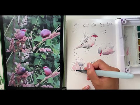 Sketching Birds with Sofia Gazarian