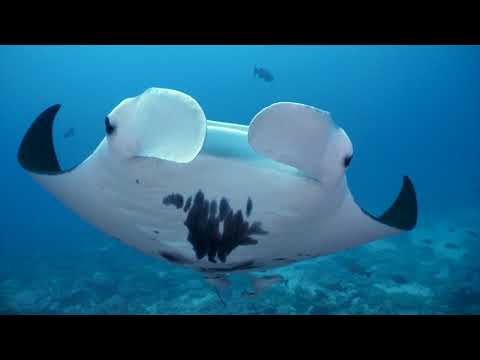 French Polynesia 2020, Tuamotu Archipelago 4K UHD