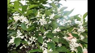 Jolis 2013 Canta: Antonio Vargas Heredia (Carlos Cano)