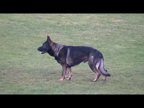 WUSV 2021  IRL 1 - BRIAN SIMPSON & AMAN VON CLONBURG B 85