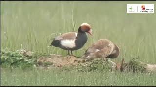 Patos colorados