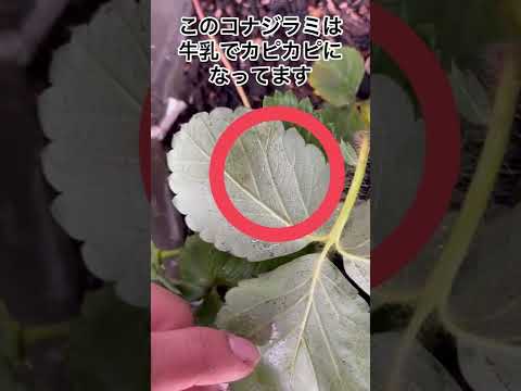 なぜトマトに牛乳をかけるのでしょうか？副作用はありますか?  庭園