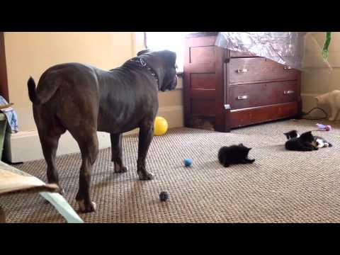 Kitten sees a 100 lb pitbull for the first time, Manny Der APBT