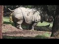 Rhino Pooping Explosion