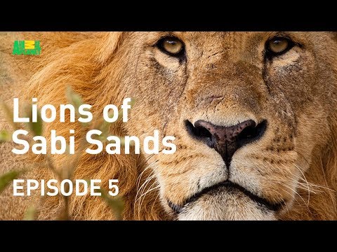Lions of Sabi Sands - Episode 5 | Kings of the Sabi Sands