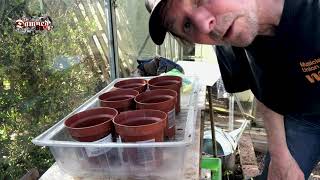 The Damned Show - Punk Rock Planting