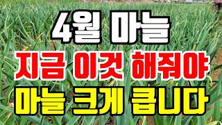 마늘잎이 노란이유 2가지/ 잘 확인해야 마늘농사 망치지 않아요.
