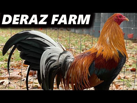 Asil Sweater Kelso Roudhead Yellow Leg - Beautiful Birds Deraz Farm