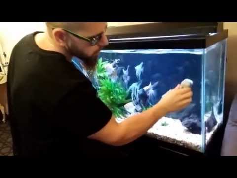 HOW TO CLEAN AN AQUARIUM THE RIGHT WAY - YouTube