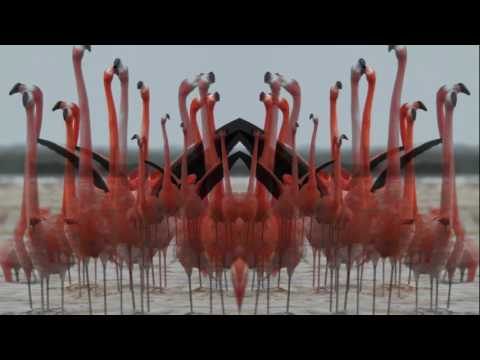 Birds Do It (Official Lyric Video)