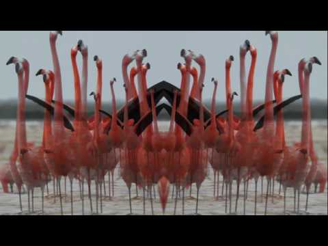 Birds Do It (Official Lyric Video)