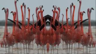 Birds Do It (Official Lyric Video)