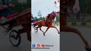 Download lagu sindhi horse 🐎 #animal #horse #horseriding #horselover #sindhihorse #shorts mp3