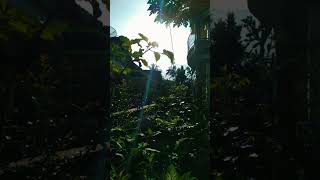 Download lagu Story Wa Pagi Hari mp3