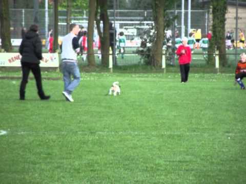 SV Baarn D2 mascot Rocky!