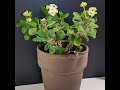 How to Propagate the Crown of Thorns #houseplants #indoorgardening #shortscraft