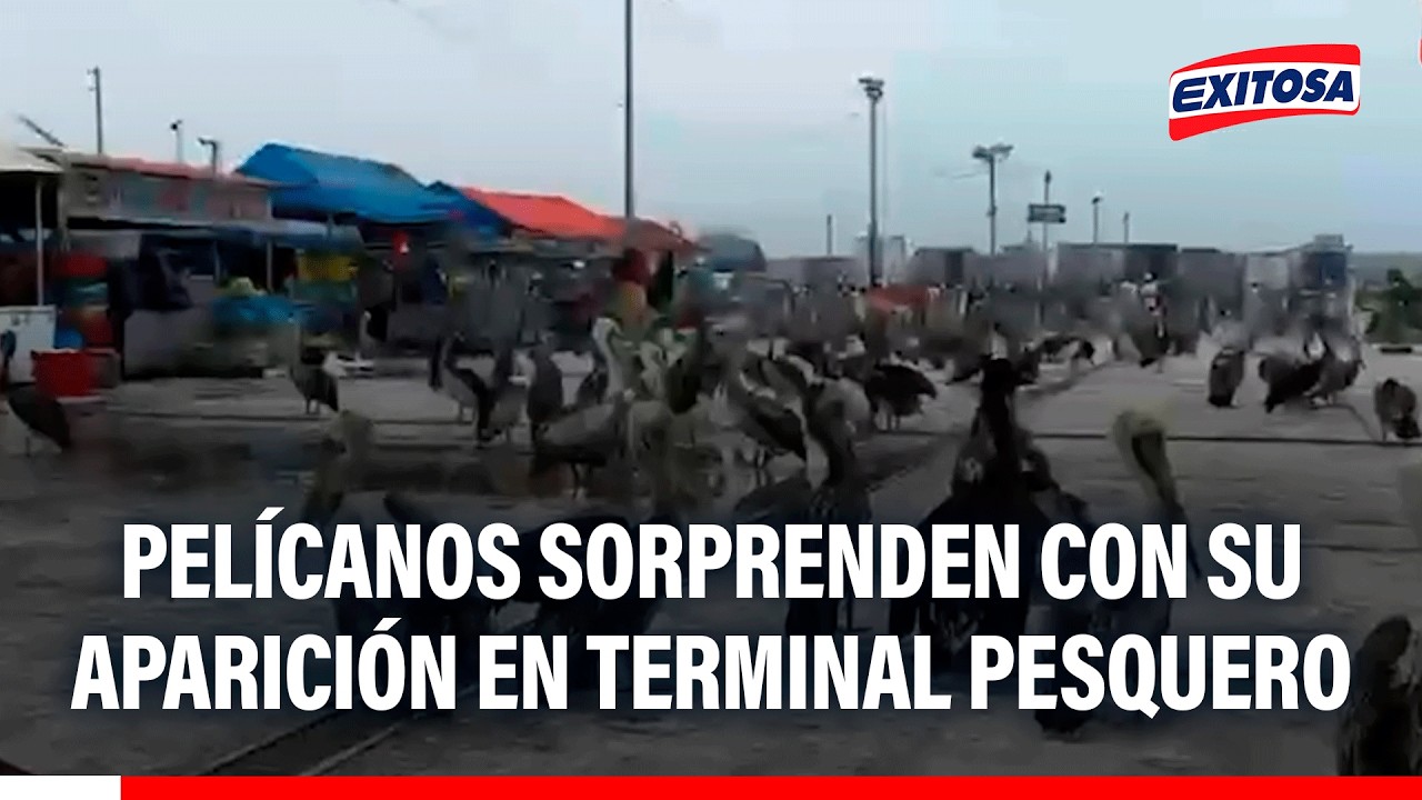 🔴🔵 Trujillo: Pelícanos sorprenden con su aparición en terminal pesquero de Buenos Aires