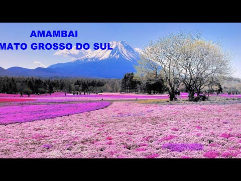 AMAMBAI / MATO GROSSO DO SUL