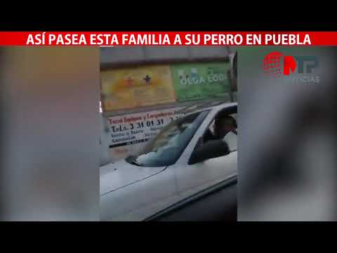 Así pasea esta familia a su perro en Puebla