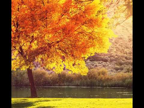 [호흡음악] 4번 - 슈만  트로이메라이