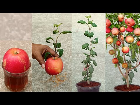 Grow apple tree from apple at home 🍎 -  very unique skill