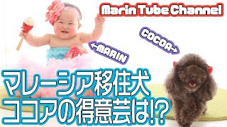 必見！綺麗好きな犬のちょっと変わった得意芸【トイプードル★ココア】