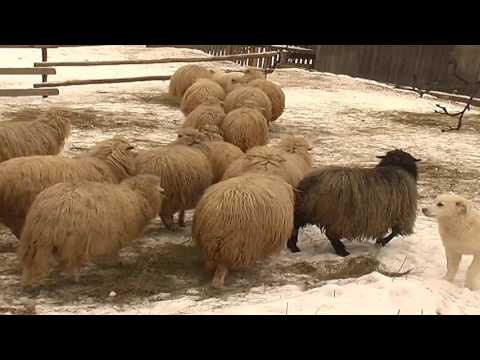 Voicu Olaru - Joc pastoresc