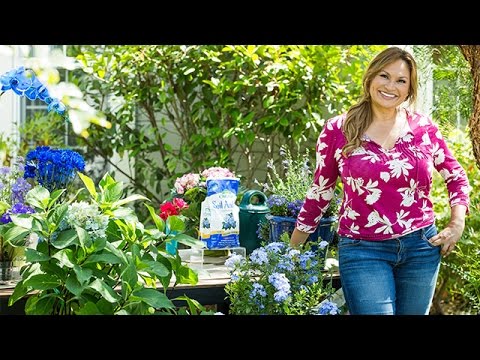 Gardening - Blue Flowering Plants - Hallmark Channel