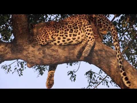 African Safari 3D - Clip "I leopardi"