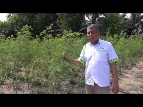 CFFRC Leucaena by Dr Ibraheem Alshareef