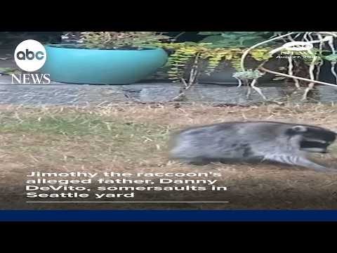 Jimothy the raccoon's alleged father somersaults in Seattle yard