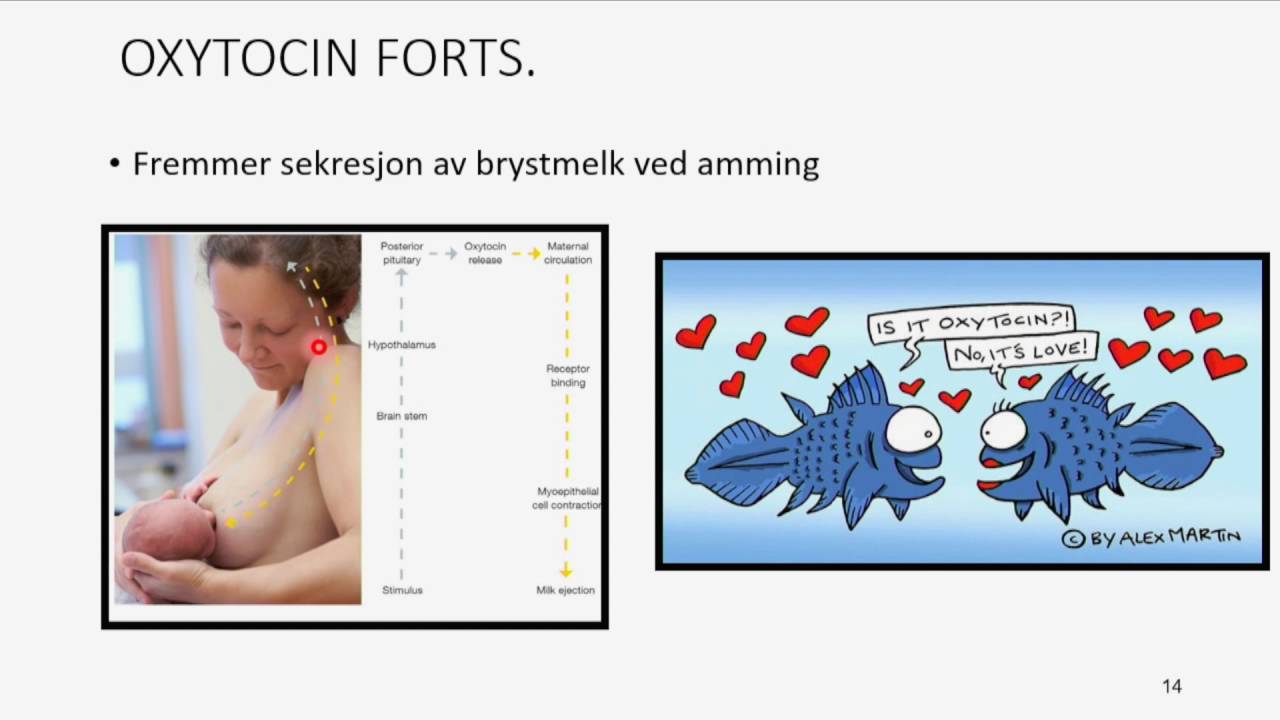 Det endokrine systemet: Hypofysen del3