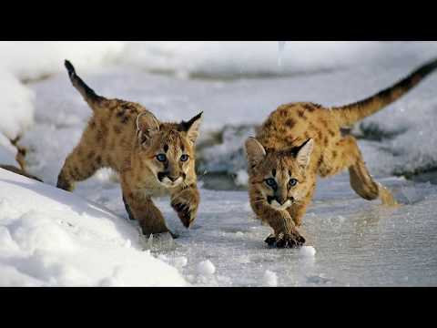 Review: KIZOA Movie Maker