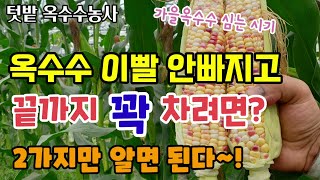 옥수수 이빨 안빠지고 끝까지 꽉 차려면 2가지만 알면된다 옥수수 재배방법 옥수수수확시기 찰옥수수