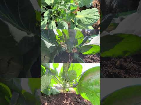 園芸 芽キャベツ