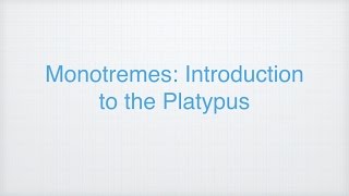 Ep 1: Introduction to the Platypus