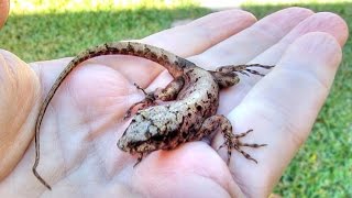 Frozen Brown Anole Lizard in Florida